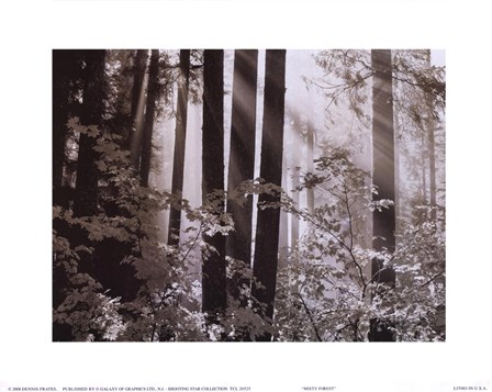 Cheap Print on Misty Forest Art Print At Cheapartprints Com